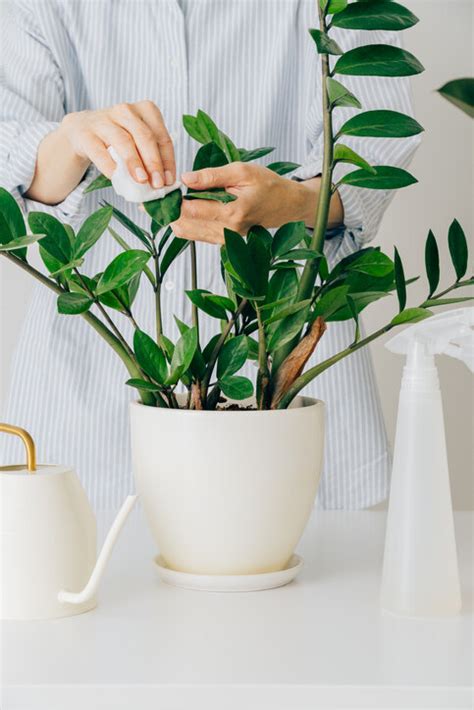 水種植物 風水|風水植物｜不只富貴竹！7款招財/招桃花植物推介+不可不知風水 